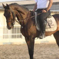 اسب|اسب و تجهیزات اسب‌سواری|ری, امین آباد|دیوار