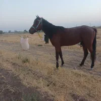 اسب|اسب و تجهیزات اسب‌سواری|قزوین, |دیوار