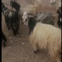 فروش بز نمونه چاق هم داشتی هم کشتی