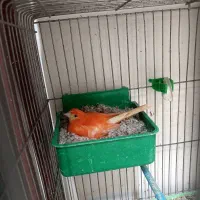 قناری مولد رو تخم و جوجه