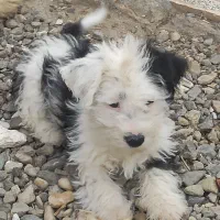 سگ پاکوتاه
