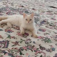 واگذاری گربه ورشین