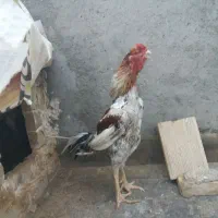 خروس لاری اصیل فروشی