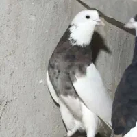 کفتر  5 عدد ماده