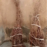 نهال انگور شاهرودی و گزندایی|خدمات باغبانی و درختکاری|تاکستان, |دیوار