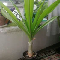 گل اشک ملکه بزرگ