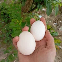تخم مرغ محلی تخم اردک