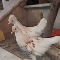 نیمچه جوجه هلندی 3ماهه