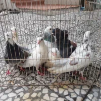 کبوتر پرشی