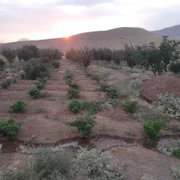 فروش باغ ۴ ساله با انواع درختان، جباراباد دینور|فروش دفتر صنعتی، کشاورزی، تجاری|سنقر, |دیوار