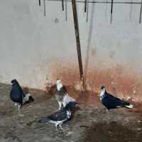 کفتر رنگه|پرنده|مشهد, طلاب|دیوار