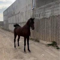 خرید و فروش اسب