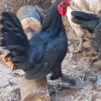 مرق خوروس مینیاتوری|حیوانات مزرعه|دشتابی, |دیوار