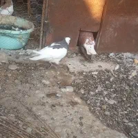 کبوتر رنگی وخارجی