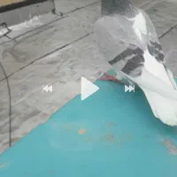 کبوتر|حیوانات|کرمانشاه, |دیوار