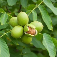 نــهال کرـدو بهترین انتخاب برای سرمایهگذاری|خدمات باغبانی و درختکاری|اصلاندوز, |دیوار