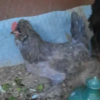 مرغ تخم گذار