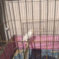 مرغ عشق|پرنده|مسجد سلیمان, |دیوار