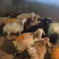 فروش گوسفند اندیشه وحومه