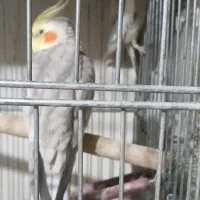 عروس هلندی