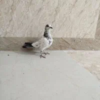 کبوتر باختی گرفتم