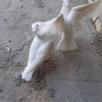 کبوتر زرد ماده گم شده