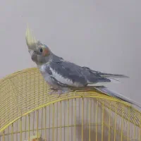 جوجه عروس هلندی دونخور دوماهه