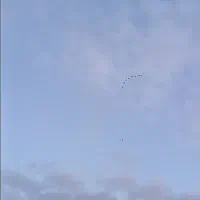 تعداد ۸عدد اردک بشرط پرش