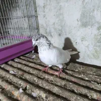 کبوتر|پرنده|شفت, |دیوار