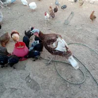 بوقلمون|حیوانات مزرعه|چمران, |دیوار