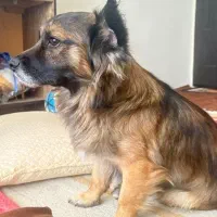 سگ فروش فوری