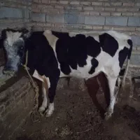 گاو نر سیمتال|حیوانات مزرعه|اهر, |دیوار