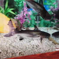 یک جفت ماهی پن کوسی (کوسه)|ماهی|سرپل ذهاب, |دیوار