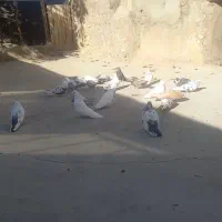 کبوتر نوک کوتاه|پرنده|خرقان, |دیوار