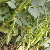 باقله خشک بذرهیستال پرثمر زودپز(عکسا همه دیده بشه)|خوردنی و آشامیدنی|دهدشت, |دیوار