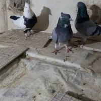 سه عدد کبوتر خوب