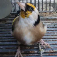 سهره مست جفت خور