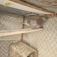 سرخ پیس|پرنده|پیر بکران, |دیوار