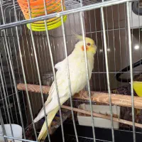 عروس هلندی ماده