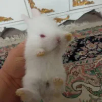 خرگوش کوچولوناز|موش و خرگوش|قم, شهر قائم|دیوار