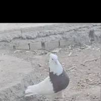 نر طوقی|پرنده|زرند, |دیوار