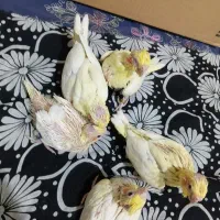 پنج تا جوجه عروس لوتینو