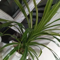 گل زیبا و شاداب