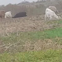 تعدادی بز فروشی