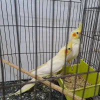 عروس هلندی|پرنده|رشت, آب آسیاب|دیوار