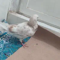 کفتر پرشی|پرنده|قم, سید معصوم|دیوار