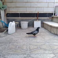 کبوتر مجسمه