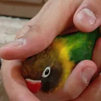 برزیلی یقه زرد