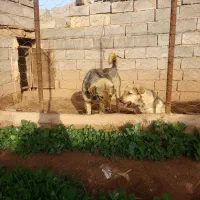 توله سگ عراقی. اصیل