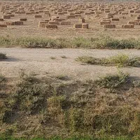 پرس یا کلش شبدر